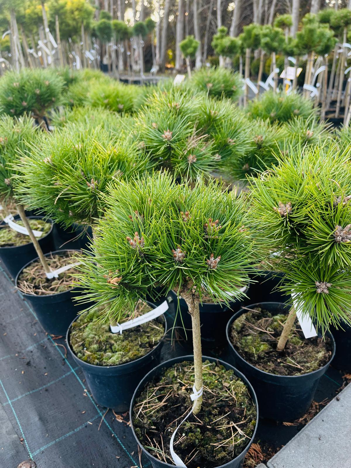 plant005 - Szkółka Ula Milczanowska